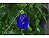 Butterfly Pea Flower Tea (Blue Tea)