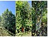 2021 “Reserve” Raw Pu-erh Tea. Guaranteed Harvest From Big Trees (500+ y.o.)