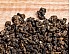 2026 Gaba Tea Exclusive, USDA Organic