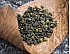 2022 Jin Xuan Oolong Tea