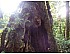 2023 Thai Giant (2000+ y.o.) Single Tree Wild Tea Loose-leaf