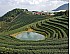 2025 Ruan Zhi Oolong Tea Premium, 2000m