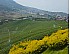 2025 Ruan Zhi Oolong Tea Premium, 2000m