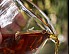 2025 Gaba Gu Shu Black Tea