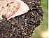 2011 Hong Tai Chang Ming Dee Ripe Pu-erh Tea, high grade