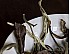 2026 “Moon in Bloom” White Tea