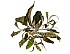 2024 Moonlight White Tea
