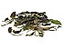 2024 Moonlight White Tea