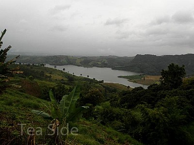 Journey to old and wild tea trees. Part 1