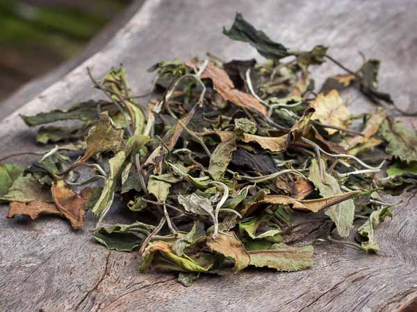What is white tea