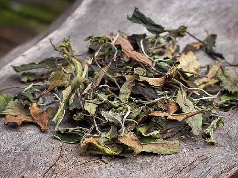 What is white tea
