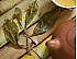 2016 Wild Pu-erh Tea “Lord of the Forest” 1000-year-old trees Myanmar