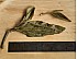 2016 Wild Pu-erh Tea “Lord of the Forest” 1000-year-old trees Myanmar