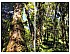 2016 Wild Pu-erh Tea “Lord of the Forest” 1000-year-old trees Myanmar