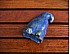 Hoodster the Toothy Slug – Ceramic Tea Pet