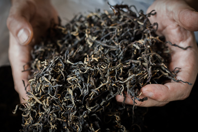 Dian Hong Black tea 2016 from thai old trees - in hands
