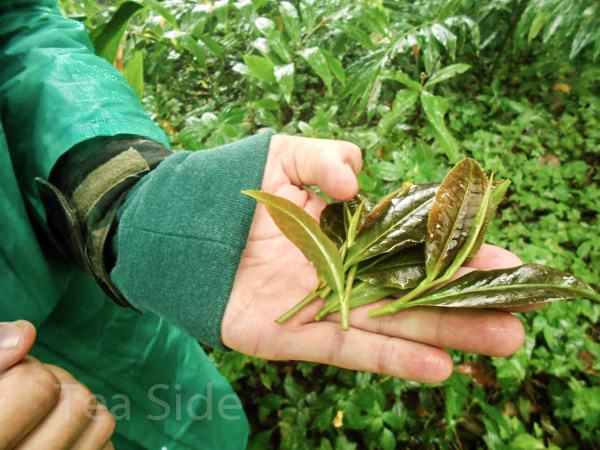 Wild tea leaves in Thailand