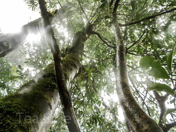Thousand-year-old tea tree's height