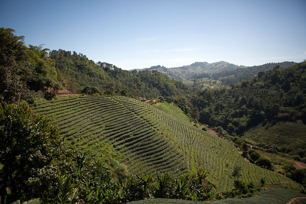 One of the tea slopes of Mae Salong mountain