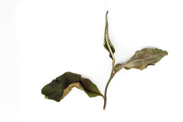 High-gade white tea flush. 2019 Yue Guang Bai White tea.