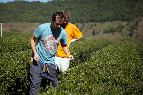 Checking organic tea plantation
